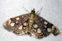 Anania coronata