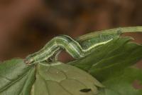 Pungeleria capreolaria