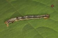 Xanthorhoe biriviata