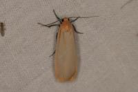 Katha depressa