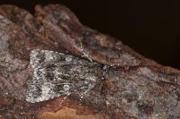 Acronicta megacephala