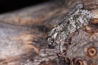 Acronicta rumicis