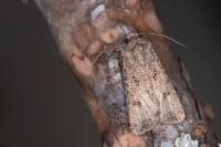 Agrotis segetum