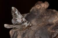 Biston strataria