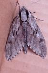 Hyloicus pinastri
