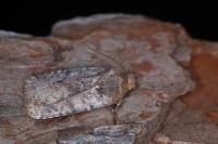 Conistra staudingeri