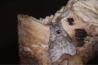Calliteara pudibunda