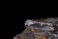 Egira conspicillaris