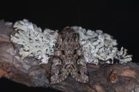 Pachetra sagittigera