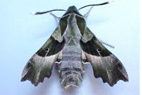 Proserpinus proserpina