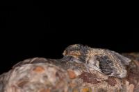 Notodonta tritophus