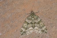 Chloroclysta siterata