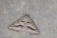 Digrammia rippertaria