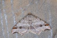 Macaria alternata