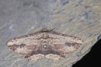 Menophra abruptaria