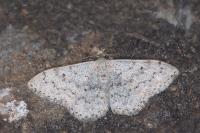 Scopula marginepunctata