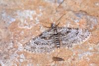 Gymnoscelis rufifasciata
