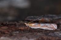 Ancylosis cinnamomella