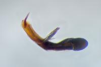 Thisanotia chrysonuchella