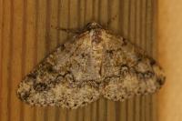Cleorodes lichenaria