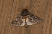 Thaumetopoea pityocampa
