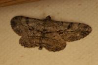 Peribatodes rhomboidaria rhomboidaria