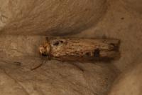 Axylia putris