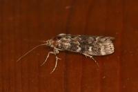 Dioryctria