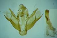 Scotopteryx mucronata