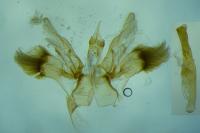 Cyclophora suppunctaria