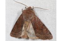 Orthosia incerta