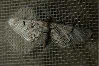 Eupithecia venosata/schiefereri