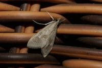 Mecyna asinalis
