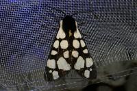 Arctia villica