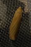 Wittia sororcula