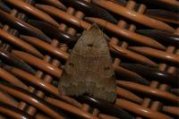 Minucia lunaris