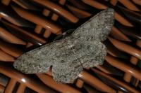 Hypomecis punctinalis