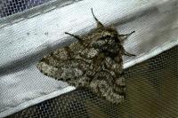 Lycia hirtaria