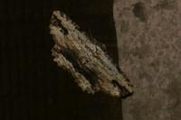Menophra abruptaria