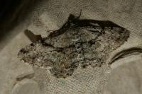 Peribatodes rhomboidaria rhomboidaria
