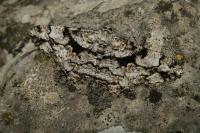 Peribatodes umbraria umbraria