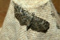 Eupithecia dodoneata