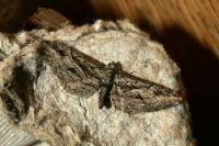 Eupithecia