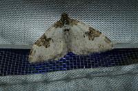 Xanthorhoe fluctuata
