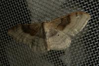 Idaea degeneraria