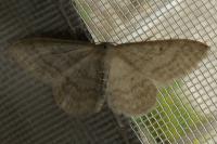 Idaea subsericeata
