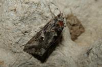 Autographa gamma