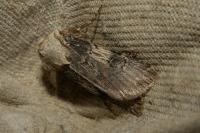 Agrotis puta