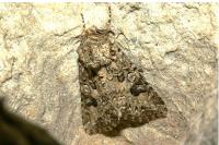 Anarta pugnax