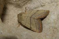 Charanyca trigrammica